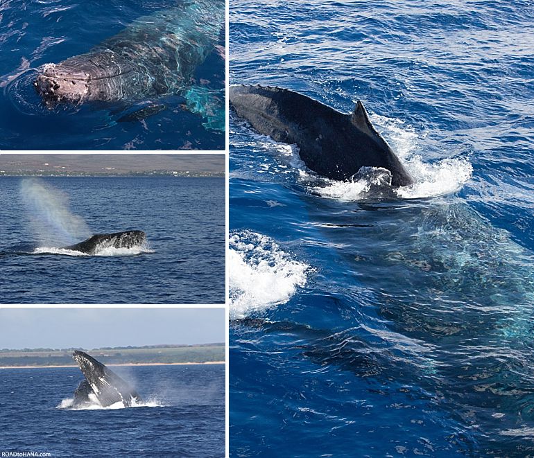 Whale Watching Tour